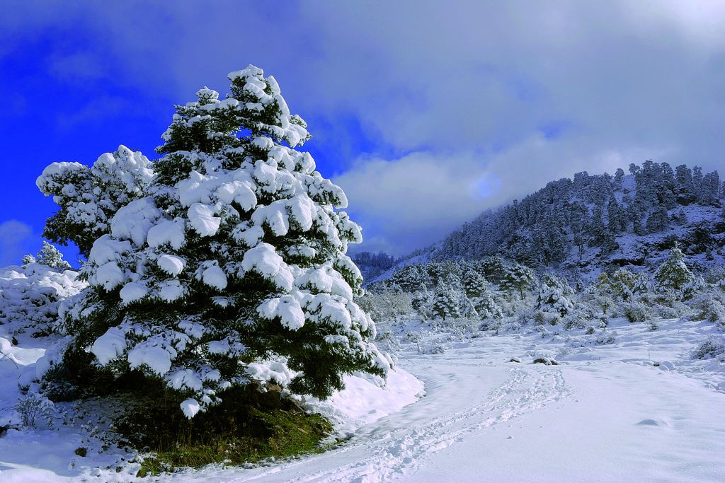 Parque Natural Sierra de las Nieves